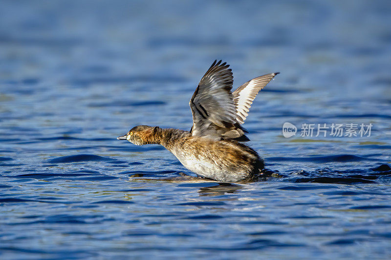 小Grebe (Tachybaptus ruficollis)